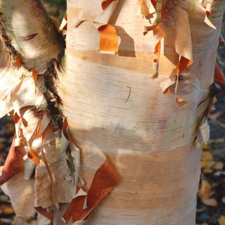 Betula albosinensis 'Fascination' - bark