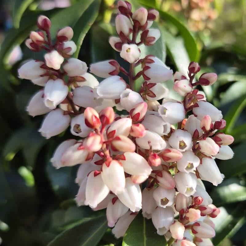 Pieris japonica 'Bonfire' - spring flowers