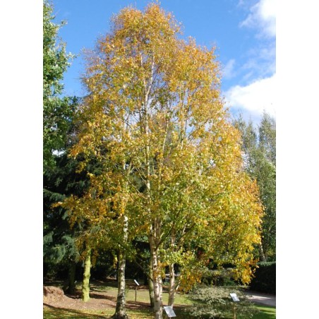 Betula ermanii - autumn colour