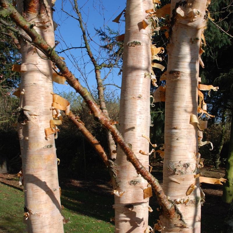 Betula ermanii - 3 planted together in the same hole to create a multi-stemmed habit.