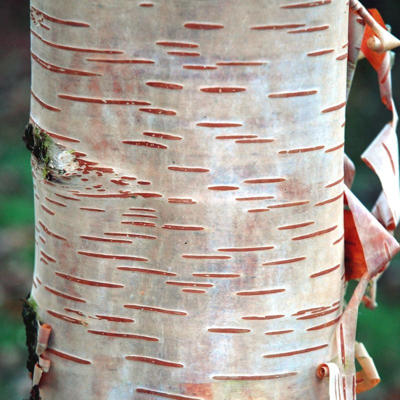 Betula ermanii - bark