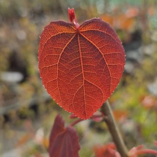 Cercidiphyllum japonicum 'Magma' - young leaves in Spring