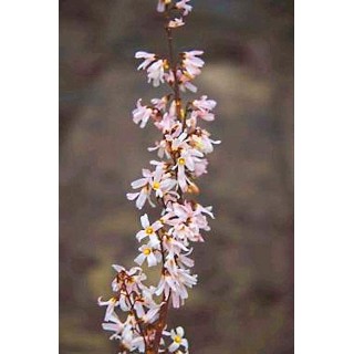 Abeliophyllum distichum 'Roseum' - flowers