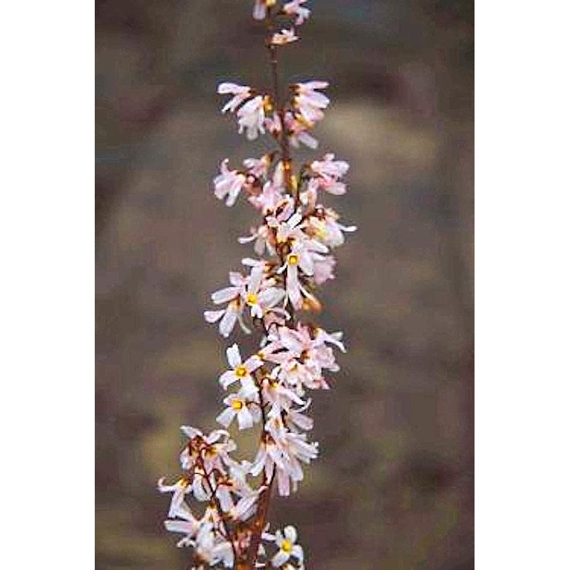 Abeliophyllum distichum 'Roseum' - flowers