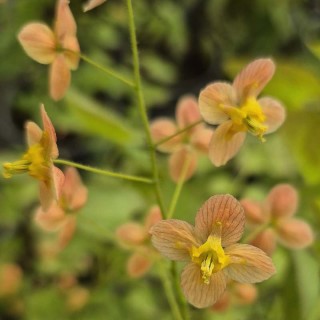 Epimedium x warleyense 'Orangekonigin' - flowers