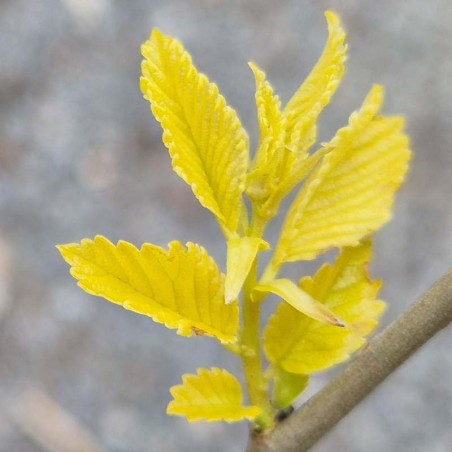 Ulmus pumila 'Beijing Gold' - young leaves
