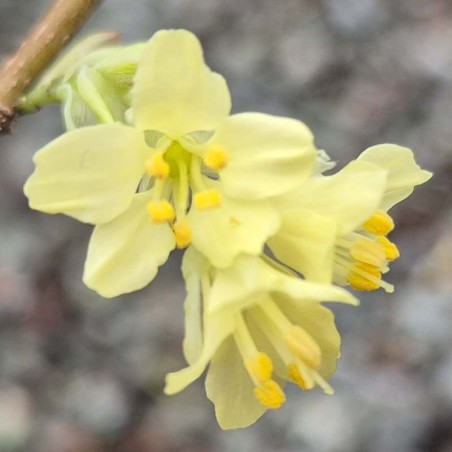 Corylopsis pauciflora - spring flowers