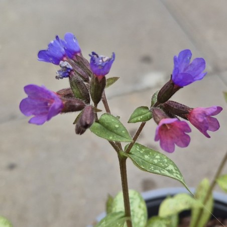 Pulmonaria 'Majeste' - flowers