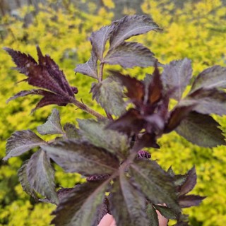 Sambucus nigra 'Serenade' - young leaves in Spring
