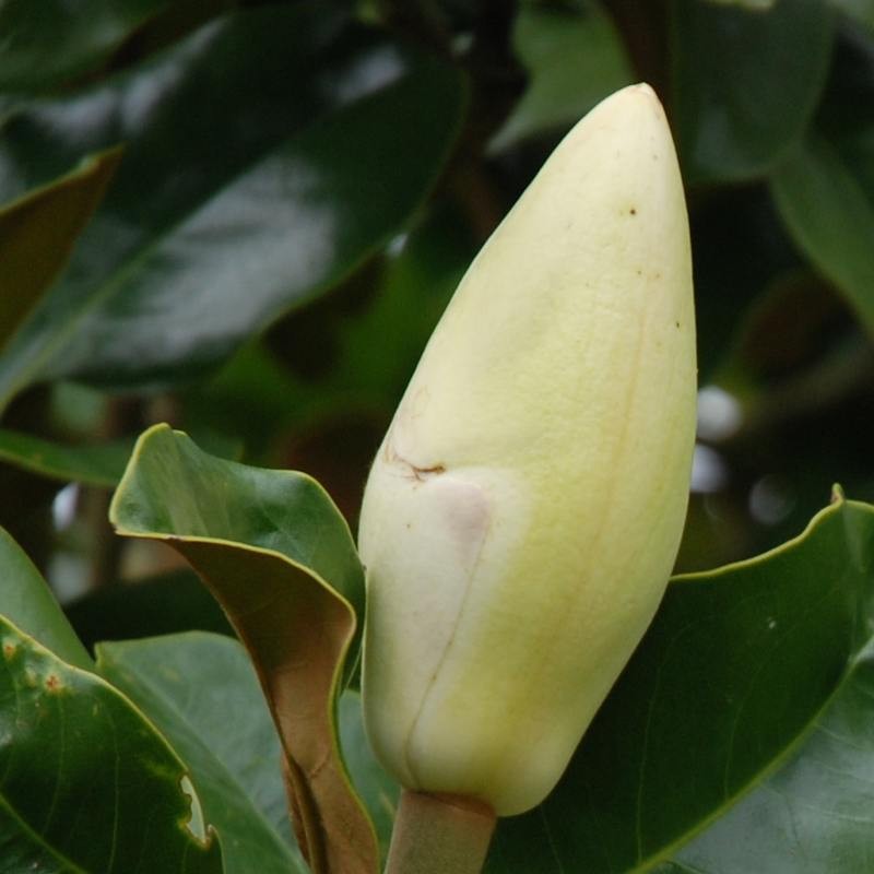 Magnolia grandiflora 'Little Gem' - flower bud