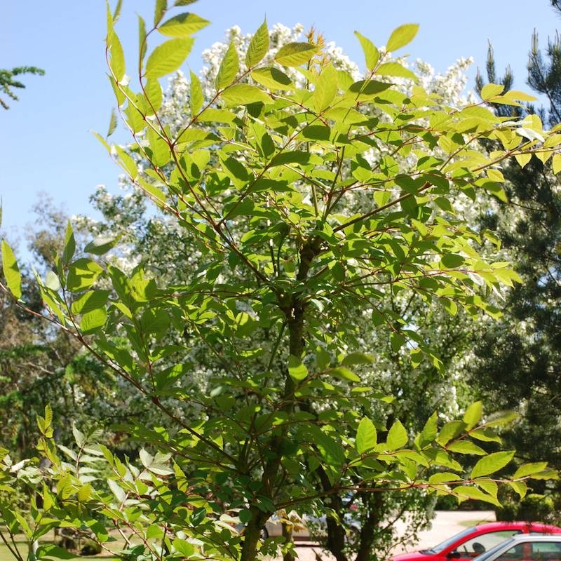 Aralia spinosa