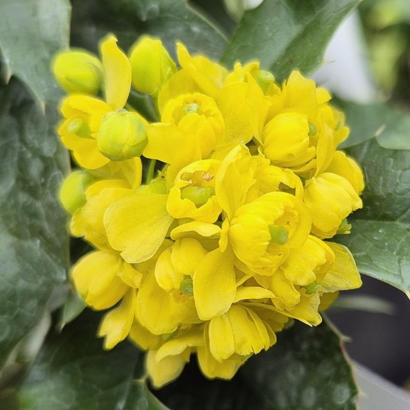 Mahoberberis 'Dart's Treasure' - flowers