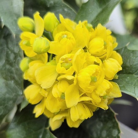 Mahoberberis 'Dart's Treasure' - flowers