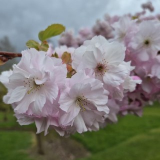 Prunus 'Matsumae hana-guruma' - flowers