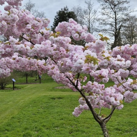 Prunus 'Matsumae hana-guruma' - specimen tree