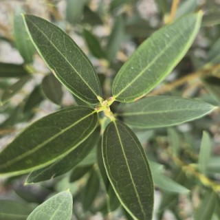 Phillyrea angustifolia 'Green Line' - dark green leaves