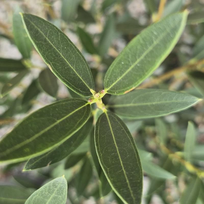 Phillyrea angustifolia 'Green Line' - dark green leaves