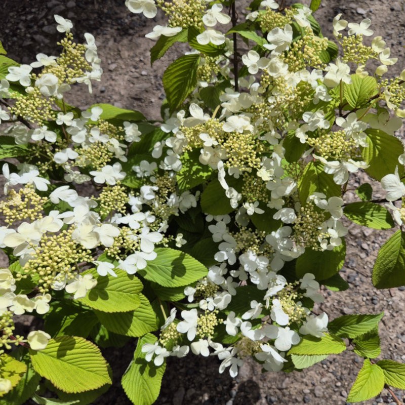 Viburnum plicatum 'Lanarth' - flowers in early summer