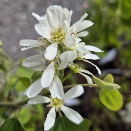Amelanchier alnifolia 'Smokey' - flowers