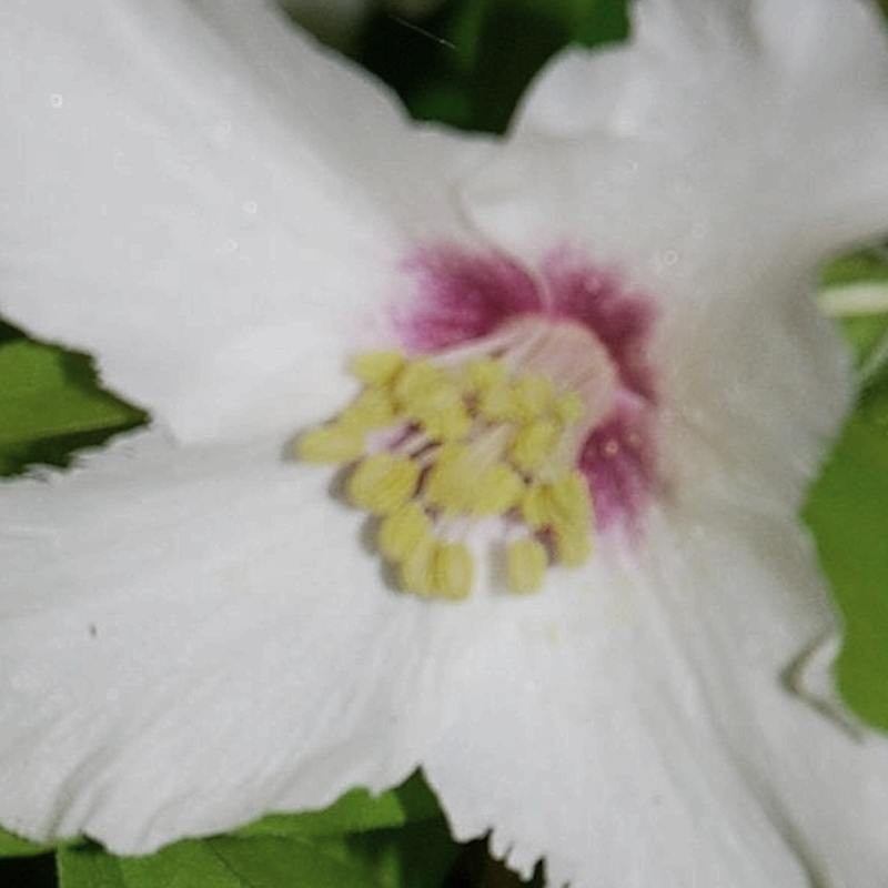 Philadelphus maculatus 'Sweet Clare' - flower