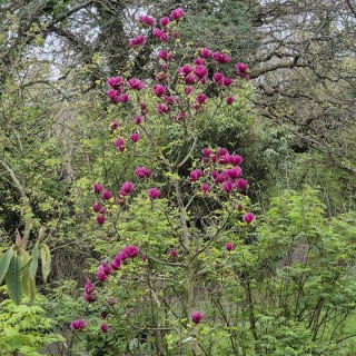 Magnolia 'Genie'