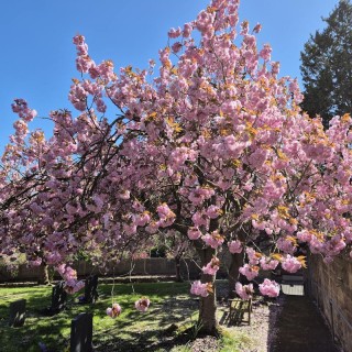 Prunus serrulata 'Kanzan' - established plant