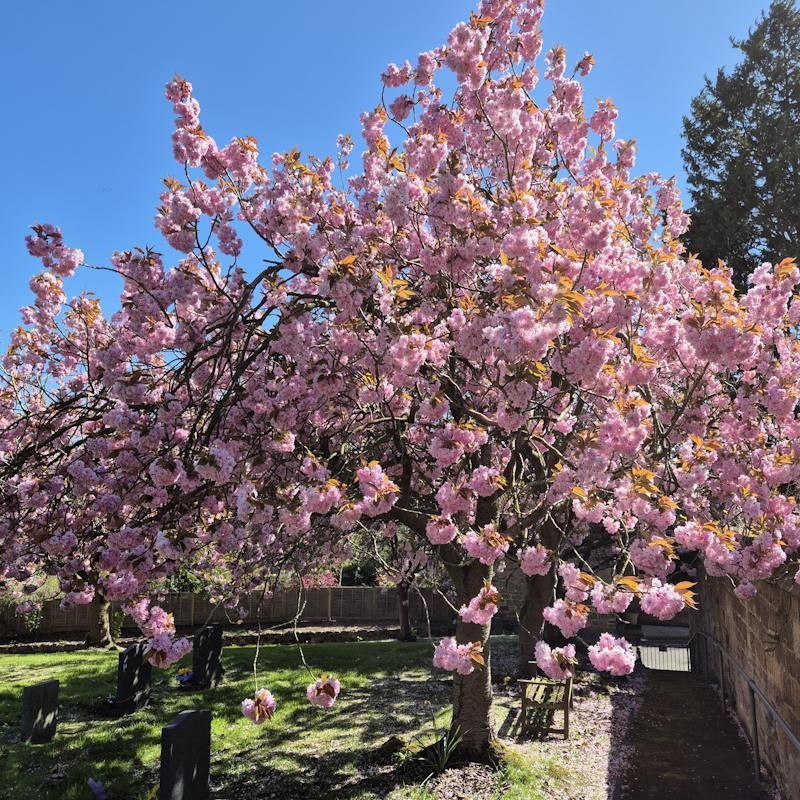Prunus serrulata 'Kanzan' - established plant