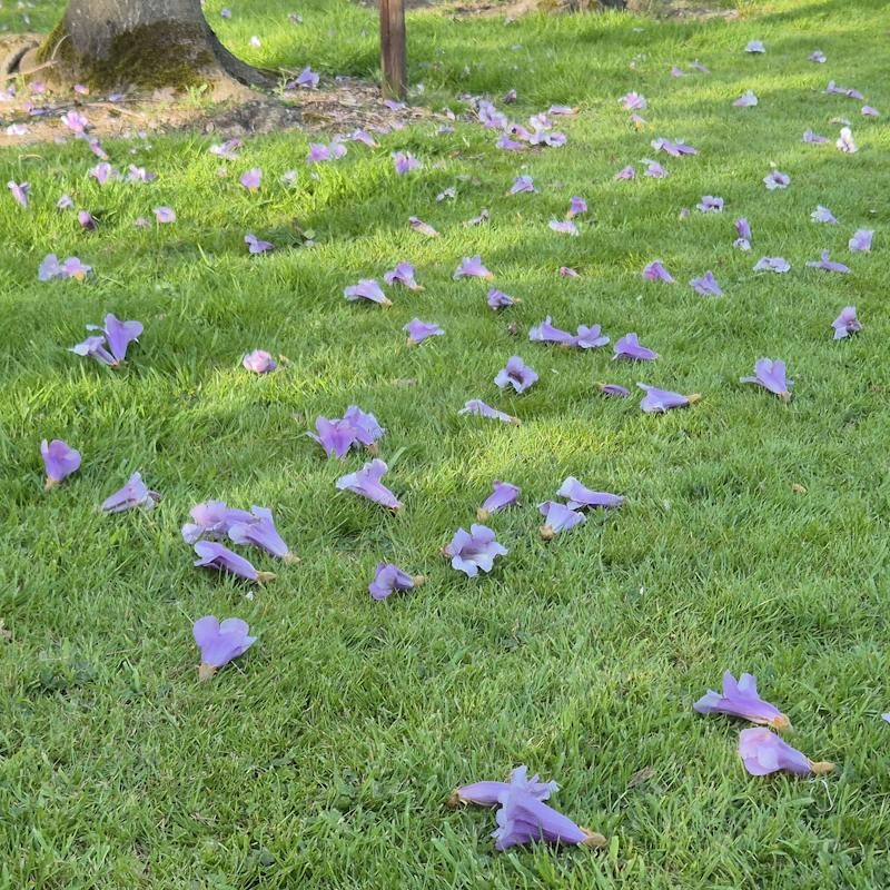 Paulownia tomentosa - fallen flowers