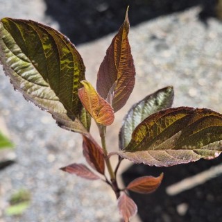 Cornus alba 'Nightfall' - spring leaves