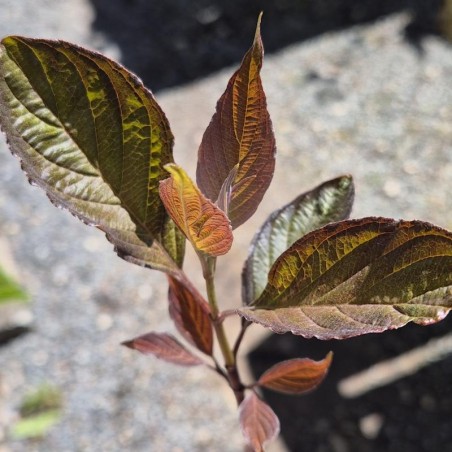 Cornus alba 'Nightfall' - spring leaves