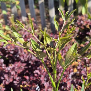 Mahonia sinensis - young leaves in Spring