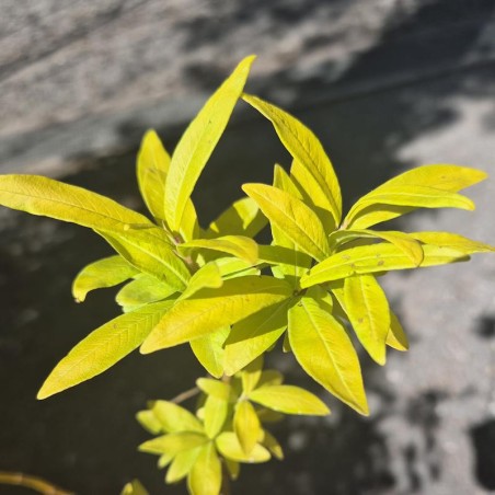 Salix udensis 'Golden Sunshine' - young leaves in Spring