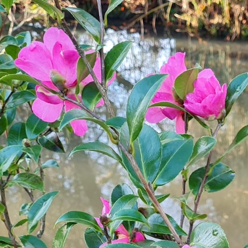 Camellia sasanqua 'Hiryu'
