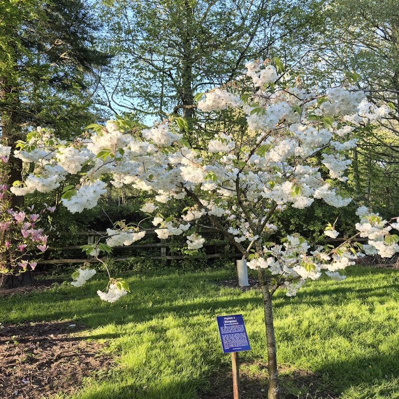 Prunus 'Shogetsu' - established tree