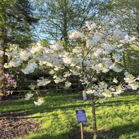 Prunus 'Shogetsu' - established tree