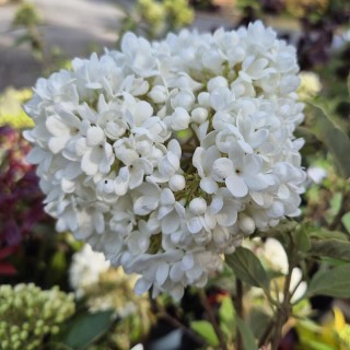 Viburnum 'Eskimo' - flowers