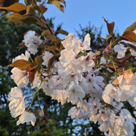 Prunus 'Matsumae-fuki'