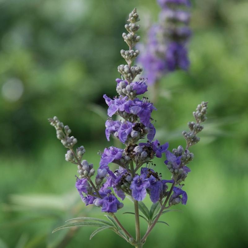 Vitex 'Summertime Blues'