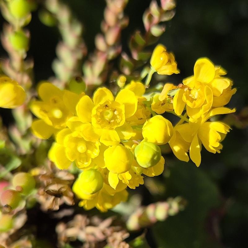 Mahonia x wagneri 'Pinnacle'