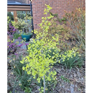 Ginkgo biloba 'Blagon' - young tree
