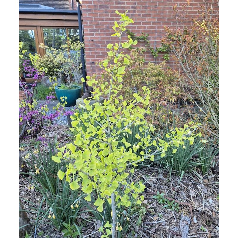 Ginkgo biloba 'Blagon' - young tree