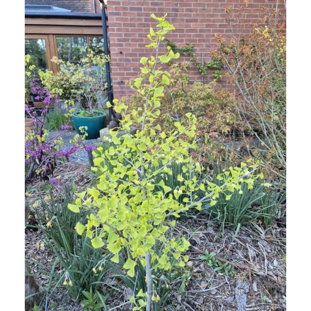 Ginkgo biloba 'Blagon' - young tree