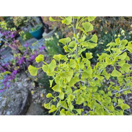 Ginkgo biloba 'Blagon' - spring leaves