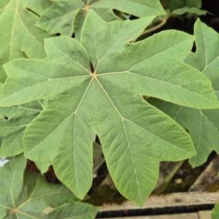 Tetrapanax papyrifer 'Rex' - large leaves