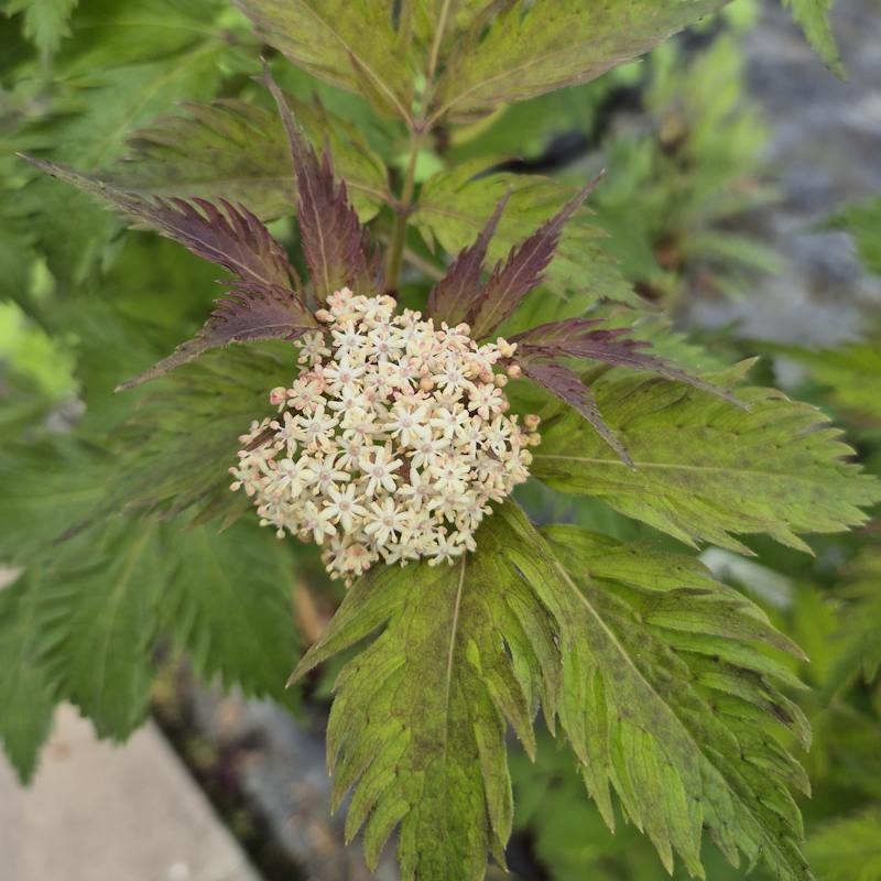Sambucus nigra 'Serenade' - flowers