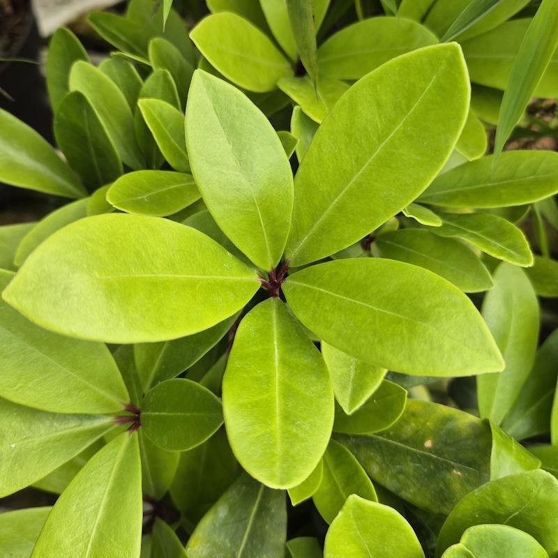 Skimmia japonica ‘Dads Red Dragon’ - young leaves in Spring