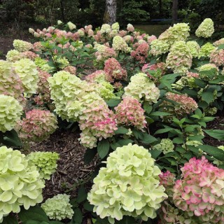 Hydrangea paniculata 'Bonfire' - flowers in August