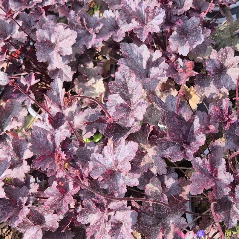 Heuchera 'Midnight Rose' - dark purple leaves in Spring