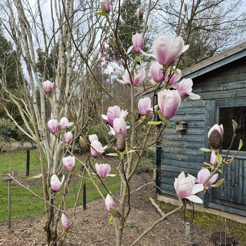 Magnolia 'Athene' - flowers in Spring