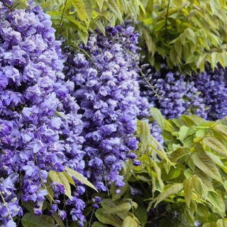 Wisteria floribunda 'Ed's Blue Dragon'